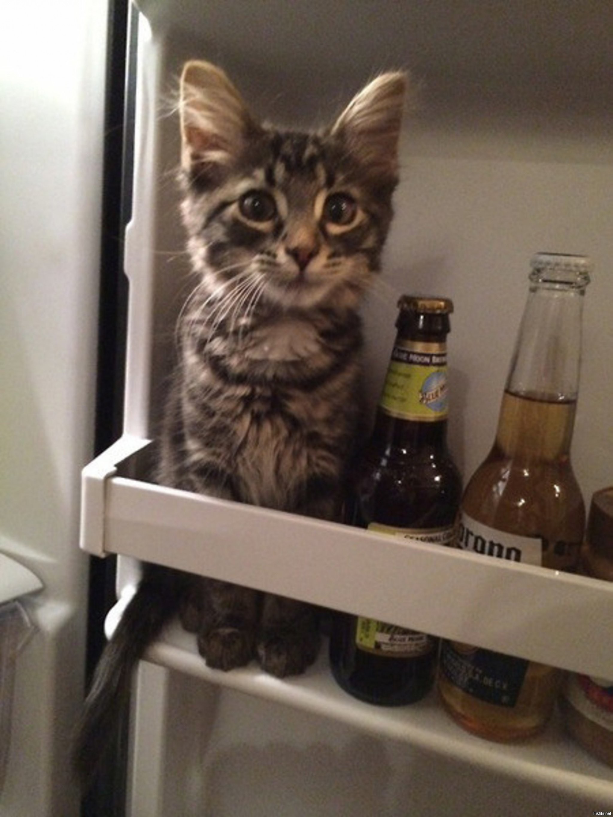 Funny Cats (23 pics)