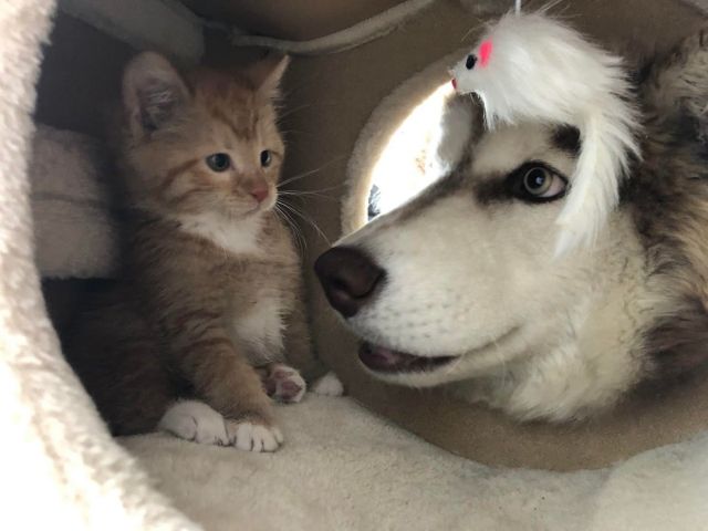 Funny Cats (23 pics)