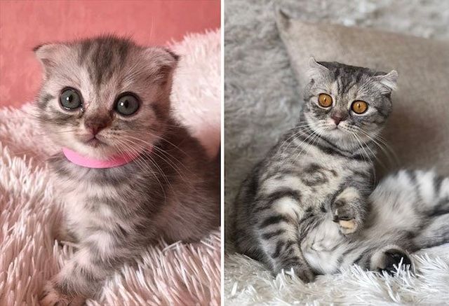 Kittens Become Adult Cats (32 pics)