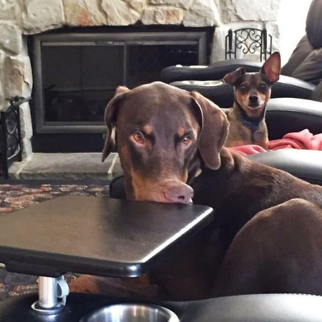 Funny And Lazy Dogs (25 pics)