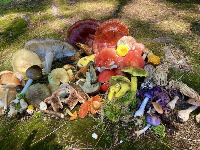 Amazing Finds Of Mushroom Pickers (25 pics)