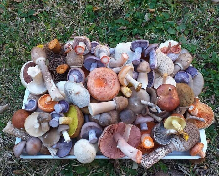 Amazing Finds Of Mushroom Pickers (25 pics)