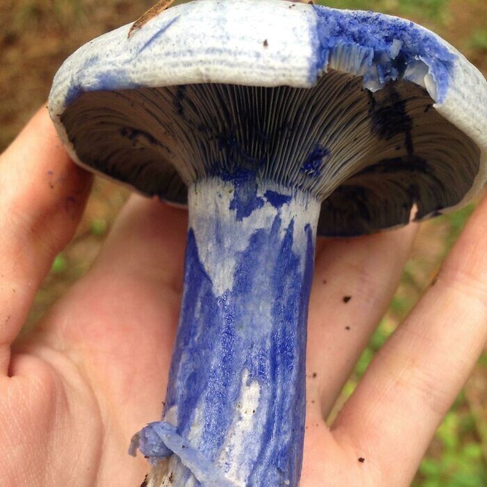 Amazing Finds Of Mushroom Pickers (25 pics)