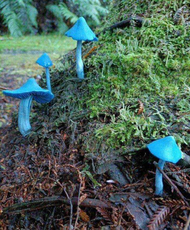 Amazing Finds Of Mushroom Pickers (25 pics)