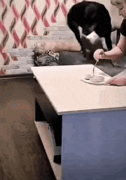 Acid GIFs, October 27 (25 gifs)