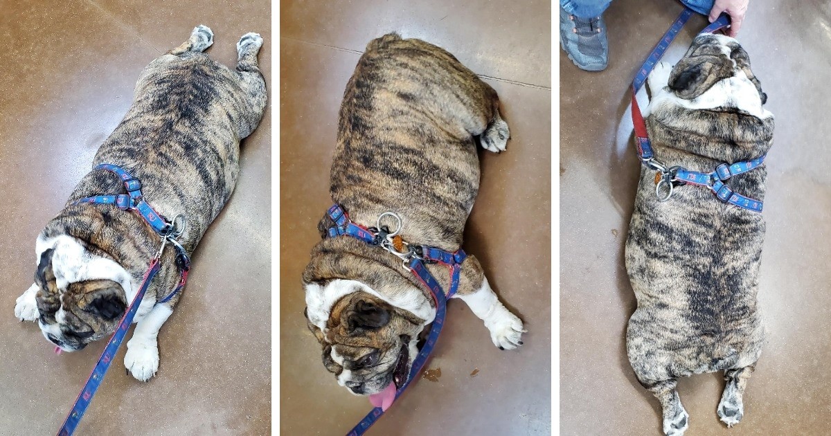 Very Big Dogs (14 pics)
