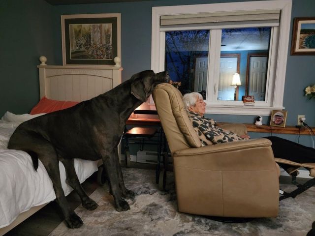 Very Big Dogs (14 pics)