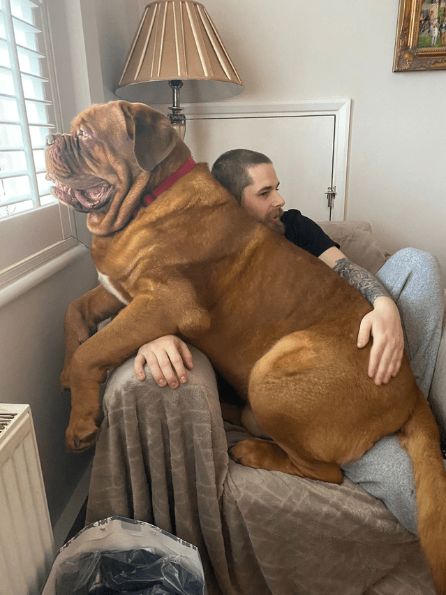 Very Big Dogs (14 pics)