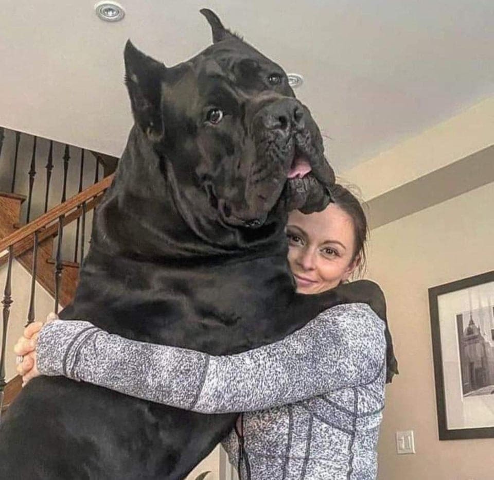 Very Big Dogs (14 pics)