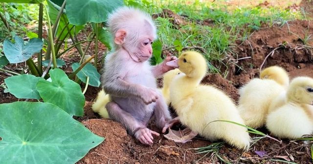 Funny Animals (18 pics)