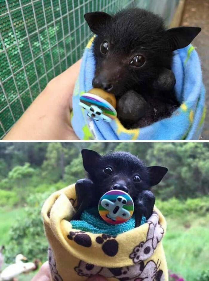 Cute And Funny Bats (23 pics)