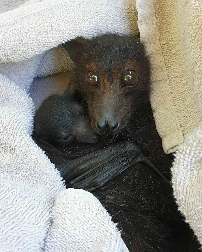 Cute And Funny Bats (23 pics)