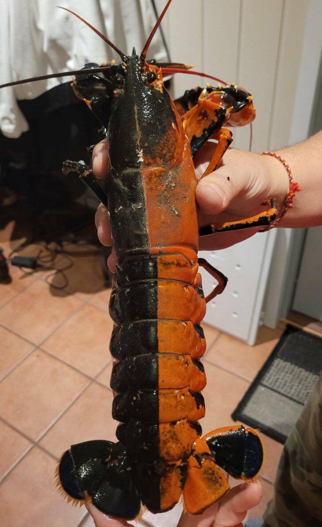 Interesting Finds (30 pics)