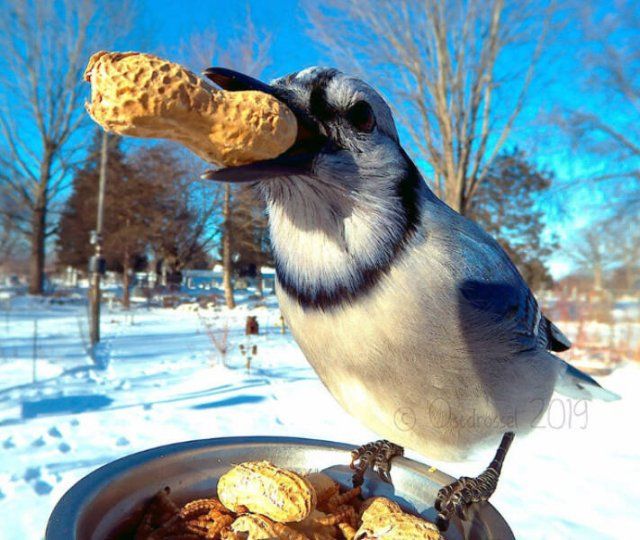 funny-bird-feeder-camera-photos-21-pics