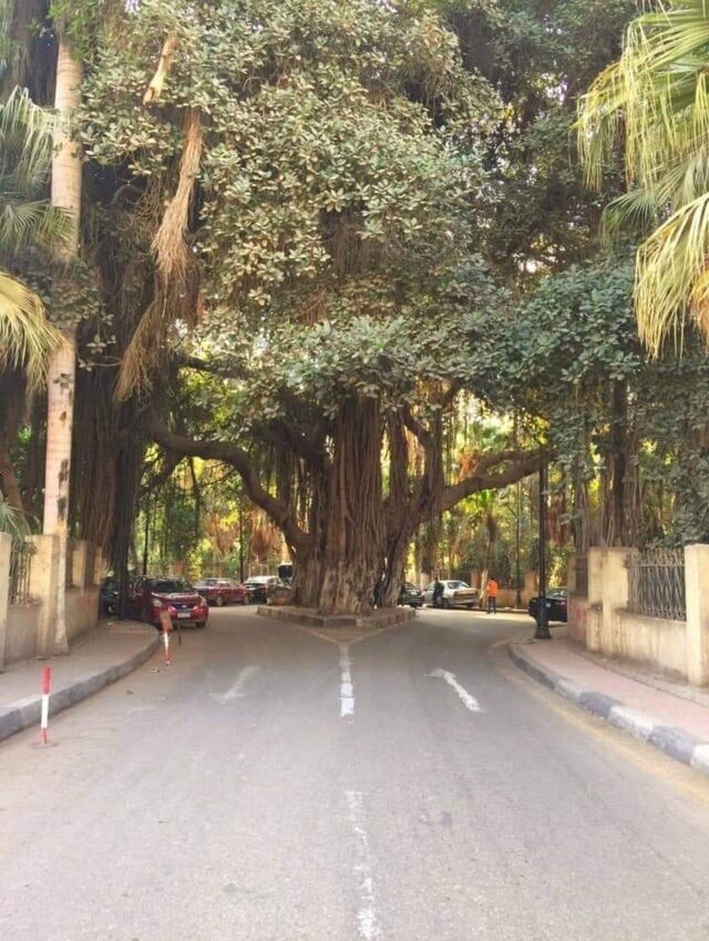 Interesting Photos From Egypt (21 pics)