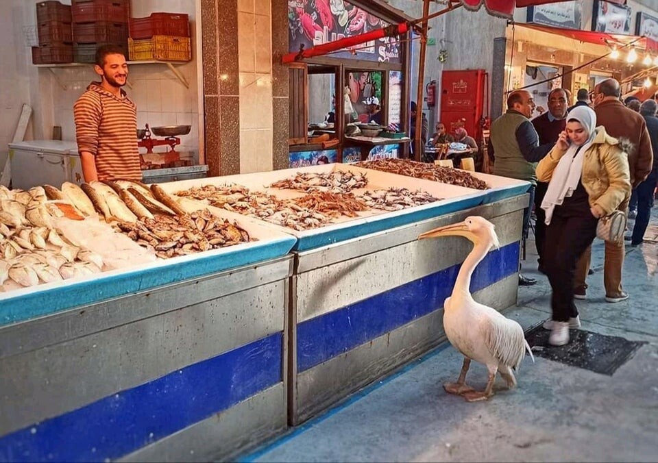 Interesting Photos From Egypt (21 pics)