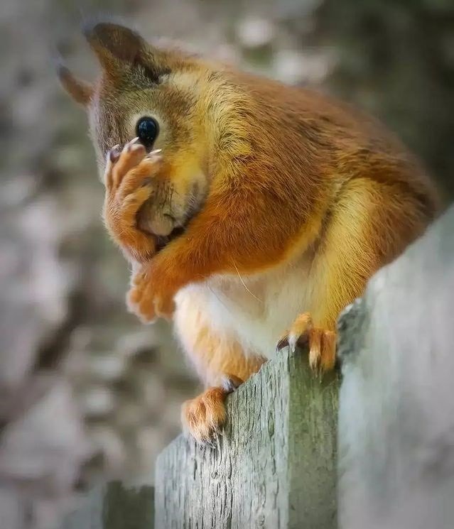 Funny And Cute Squirrels (15 pics)