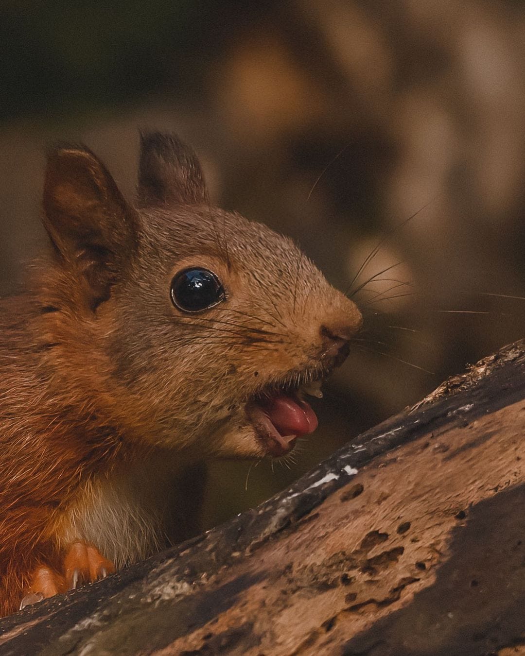 Funny And Cute Squirrels (15 pics)