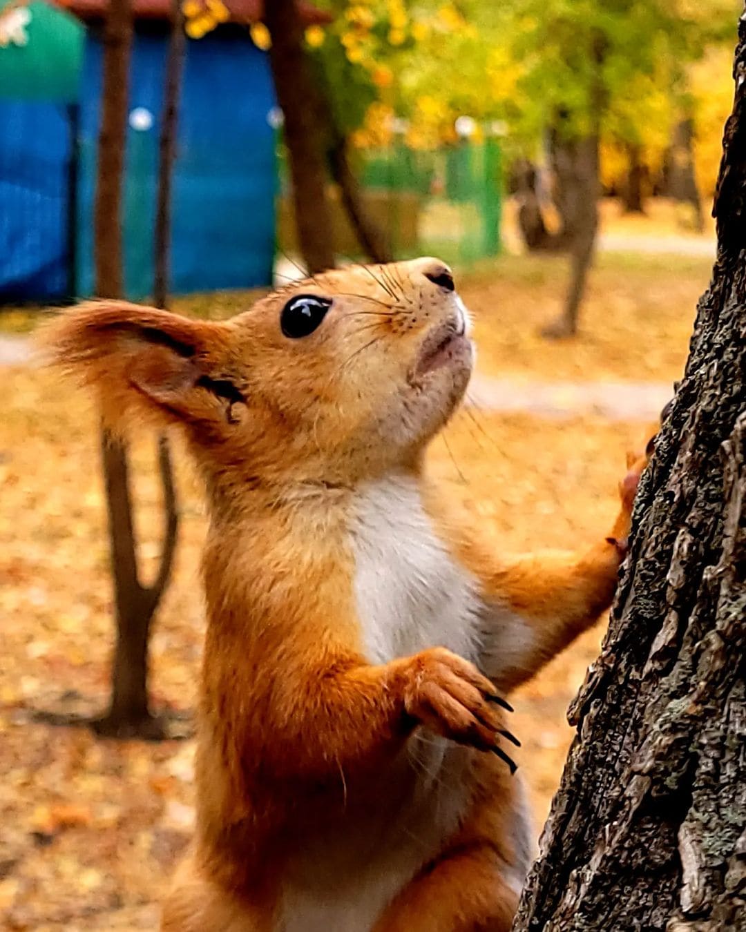 Funny And Cute Squirrels (15 pics)