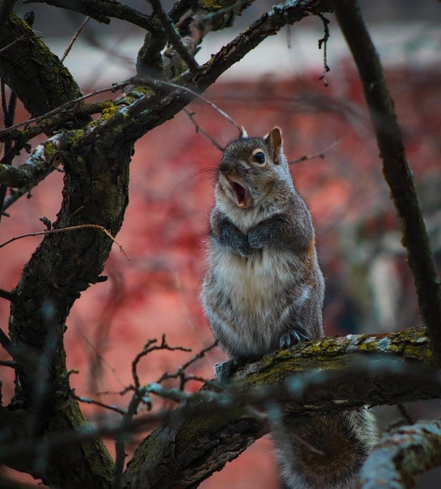 Funny And Cute Squirrels (15 pics)
