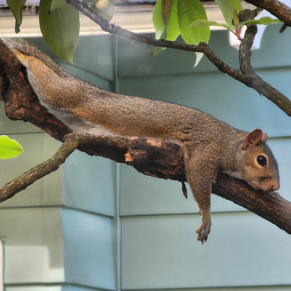 Funny And Cute Squirrels (15 pics)