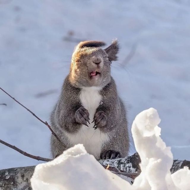 Funny And Cute Squirrels (15 pics)