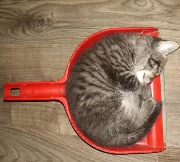 Cats Can Sleep Anywhere (16 pics)