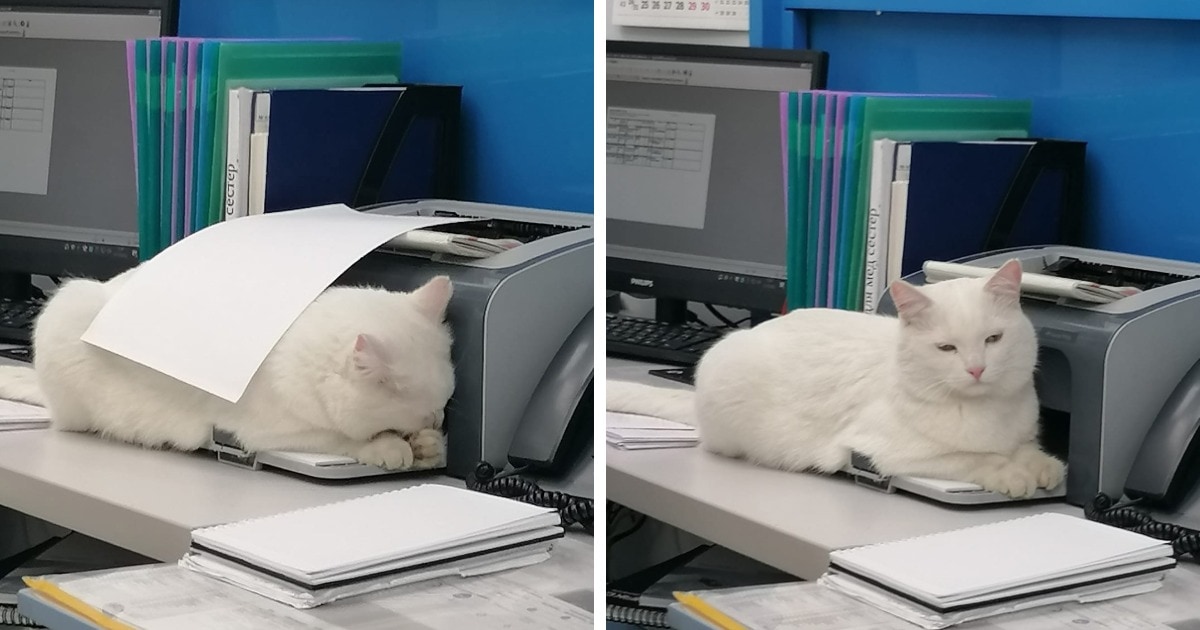 Cats Can Sleep Anywhere (16 pics)