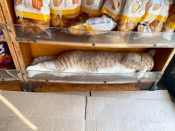 Cats Can Sleep Anywhere (16 pics)