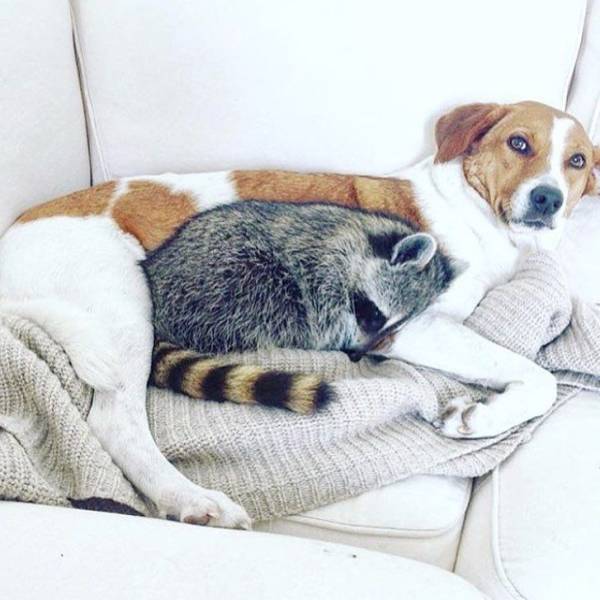 Cute And Funny Raccoons (19 pics)