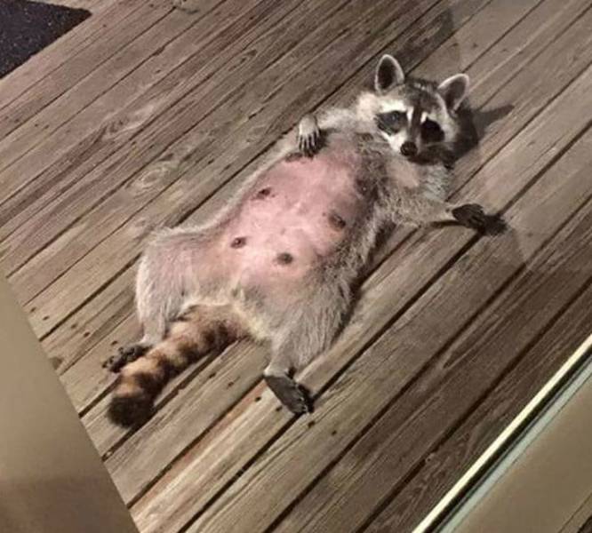 Cute And Funny Raccoons (19 pics)