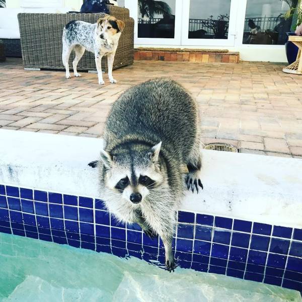 Cute And Funny Raccoons (19 pics)