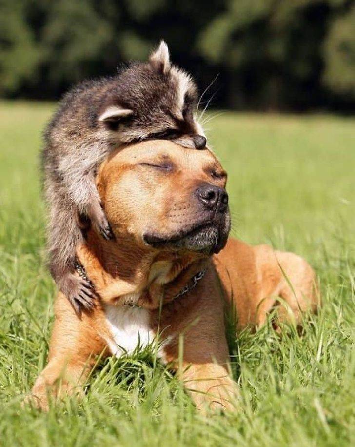 Cute And Funny Raccoons (19 pics)