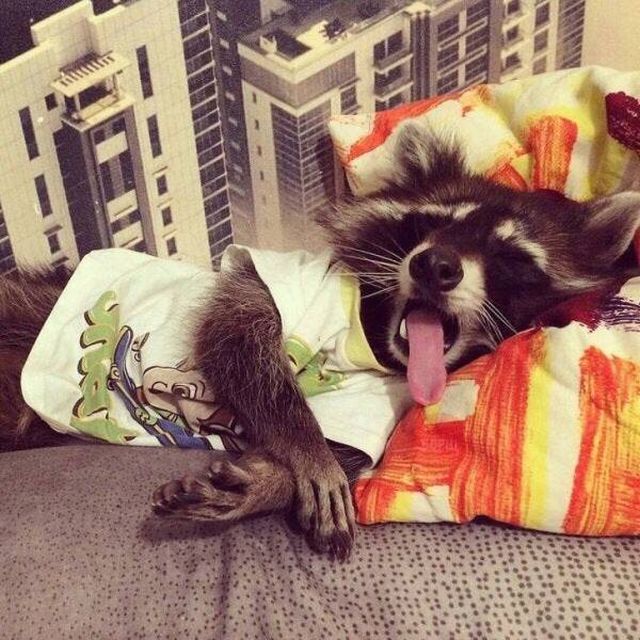 Cute And Funny Raccoons (19 pics)