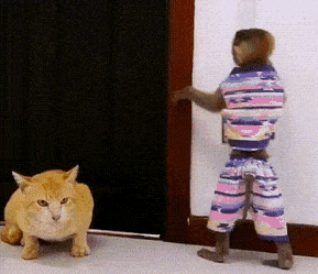 Acid GIFs, November 4 (25 gifs)