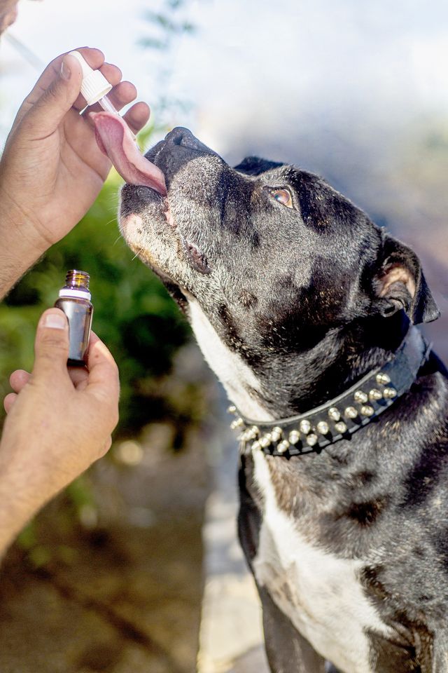 Discover The Benefits Of Using Cbd For Dogs