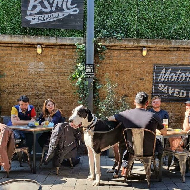 Huge Dogs (32 pics)