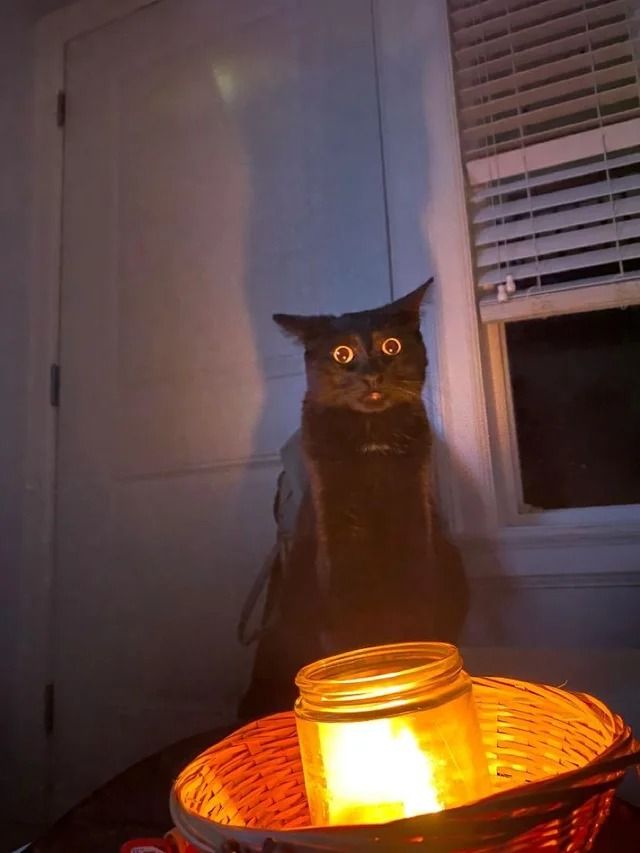 ''Broken'' Cats (22 pics)