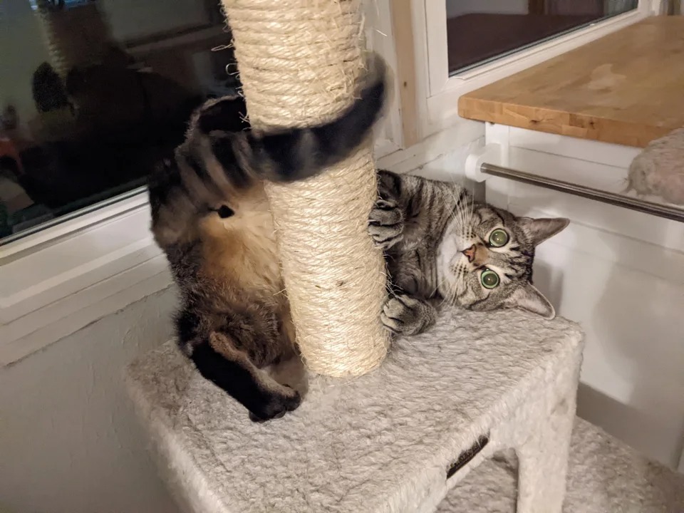 ''Broken'' Cats (22 pics)