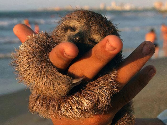 Cute Sloths (27 pics)