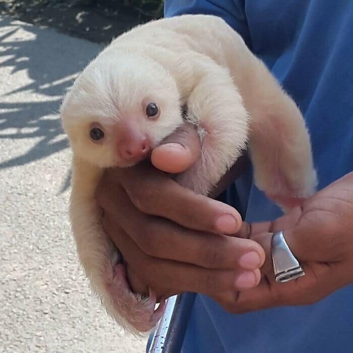 Cute Sloths (27 pics)