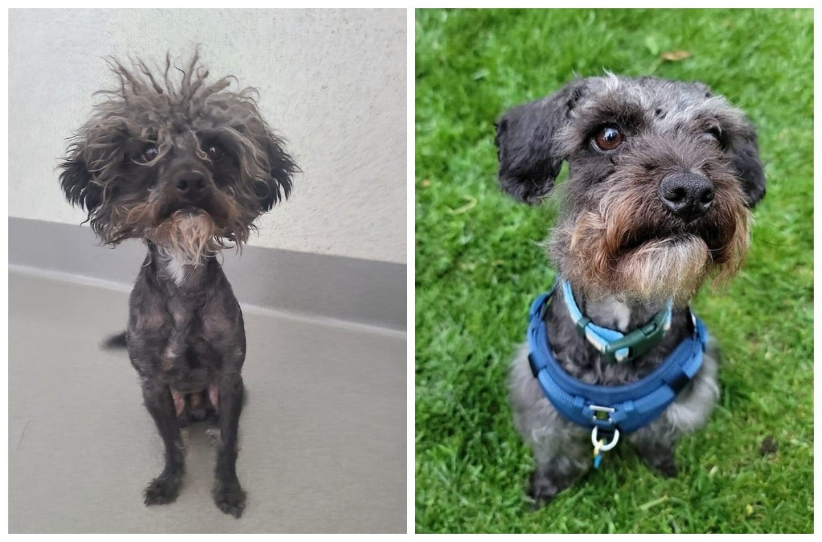 Animals Before And After They Found Their New Home (22 pics)