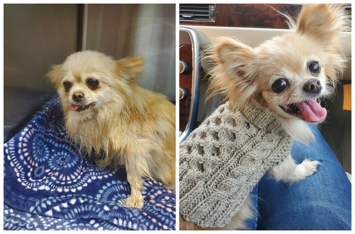 Animals Before And After They Found Their New Home (22 pics)