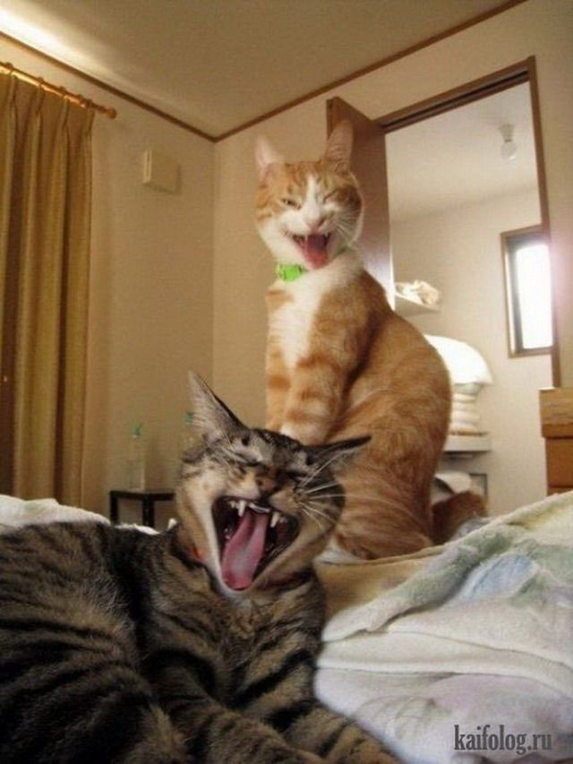 Funny Cats (20 pics)