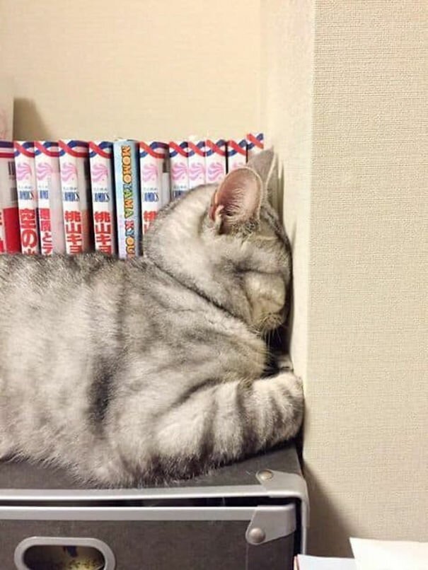 Cats Can Sleep Everywhere (20 pics)