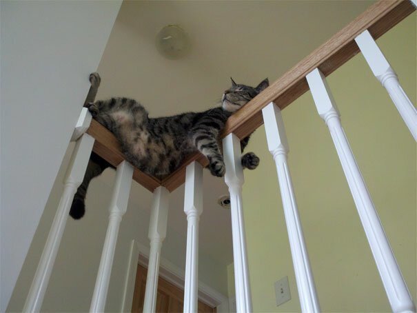 Cats Can Sleep Everywhere (20 pics)