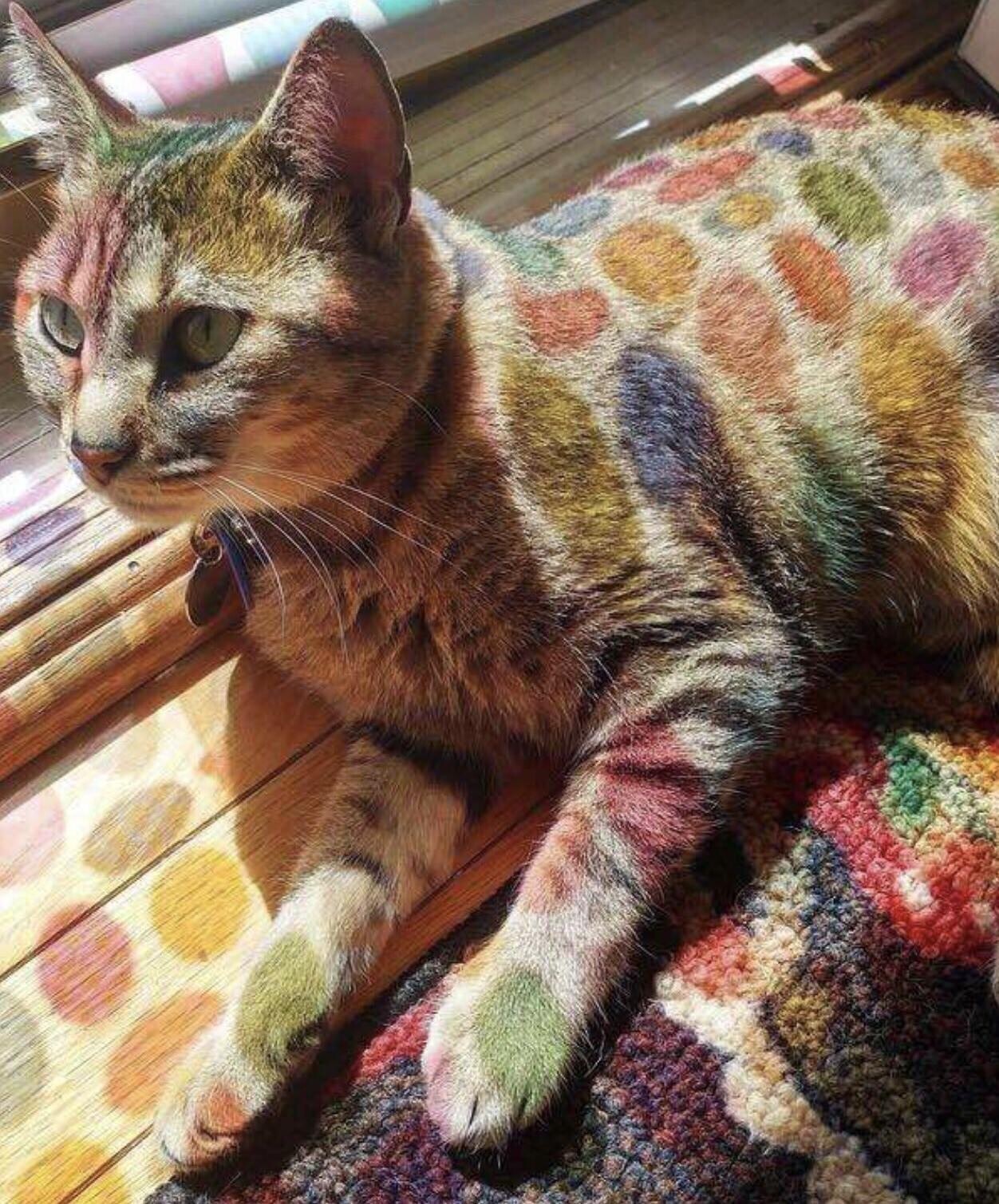 Cute Cats (15 pics)