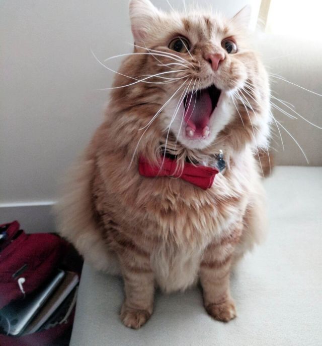 Cute Cats (15 pics)