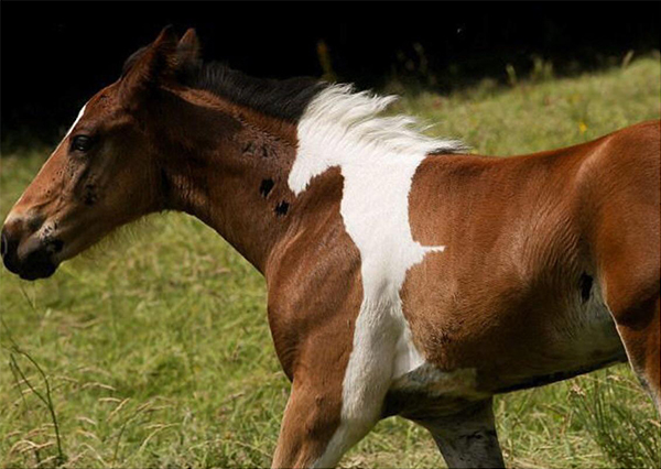 Optical Illusions (25 pics)