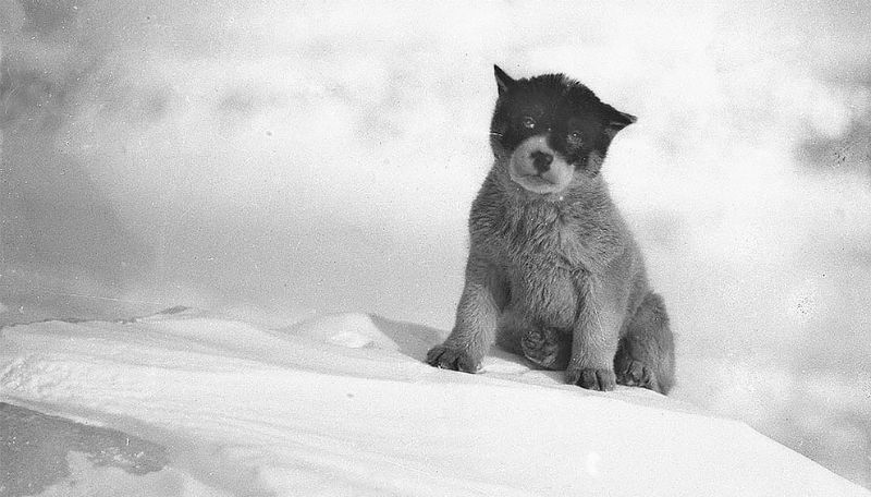 Rare Photos: First Australian Antarctic Expedition (29 pics)